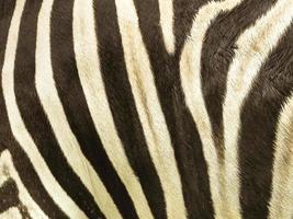 modello e consistenza della pelle di zebra in pelle foto