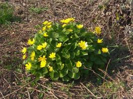 fiore giallo selvaggio sulla radura foto