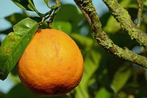 primo piano di un'arancia organica matura appesa a un albero sotto la luce del sole foto