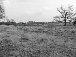 paesaggio con alberi foto