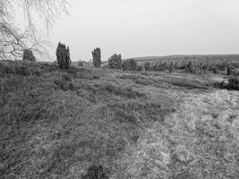 paesaggio con alberi foto