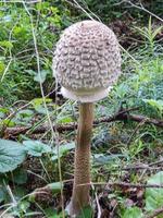 bellissimi funghi in autunno, velenosi foto