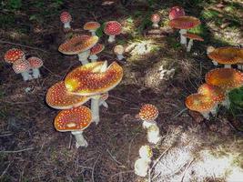 bellissimi funghi in autunno, velenosi foto