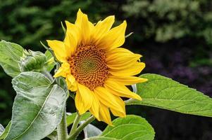 primo piano di un girasole in fiore nel campo foto