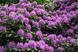 scatto panoramico di un arbusto di rododendro pieno di fiori che crescono nel giardino foto