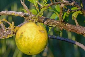 primo piano di un frutto di limone maturo nel giardino foto