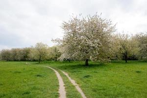 albero in fiore in primavera foto