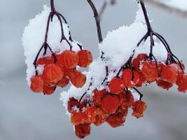 bacche rosse nella neve foto