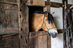 cavallo marrone nel bestiame foto