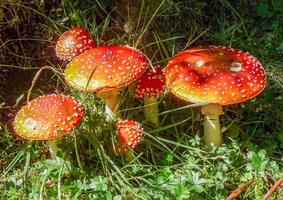 bellissimi funghi in autunno, velenosi foto