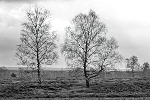 paesaggio con alberi foto