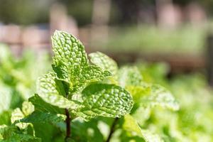 pianta di menta piperita coltivata in orto foto