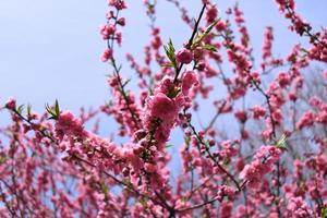 fiori di pesco in piena fioritura durante la primavera con lo sfondo del cielo dello spazio della copia a sinistra. foto