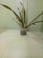 pianta da appartamento in vaso foto