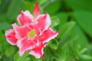 fiori rosa con bordi bianchi in giardino. foto