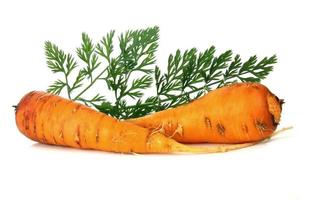 carota e foglia foto