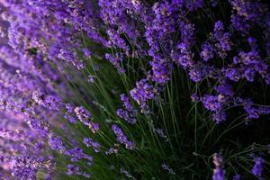 bellissimo campo di lavanda all'alba. sfondo di fiori viola. fioriscono piante aromatiche viola. foto
