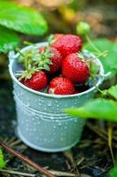 fragole fresche in giardino. cibo organico. bacche sane in una ciotola. frutti rossi.