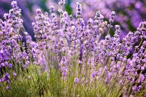 bellissimo campo di lavanda all'alba. sfondo di fiori viola. fioriscono piante aromatiche viola. foto