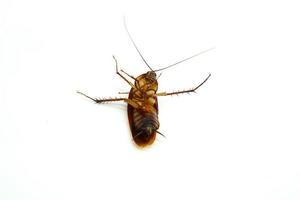 scarafaggio sta morendo su uno sfondo bianco. foto