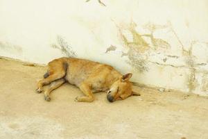 il cane randagio dorme sul ciglio della strada. stanco per il foraggiamento foto