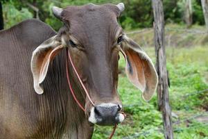 mucca curiosa che mangia erba al campo. foto