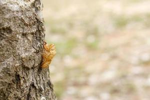 sbucciare le cicale sulla corteccia dell'albero. foto