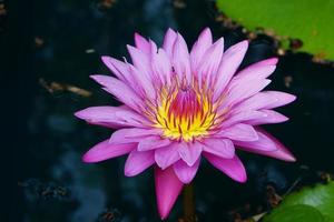 fiori di loto viola che sbocciano magnificamente sulla superficie dell'acqua. foto