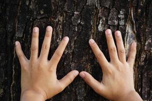 le mani umane toccano la corteccia di un albero, il concetto di amare il wo foto