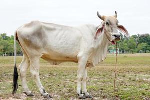 mucca nell'allevamento di bestiame spagnolo foto