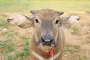 i bambini del bufalo tailandese camminano per mangiare l'erba in un ampio campo. foto