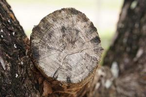 tagliare il tronco d'albero nel bosco foto