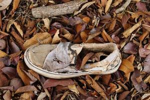 La scarpa strappata è stata lasciata nella foresta. foto