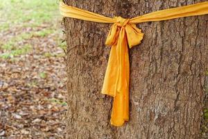 panno giallo legato ad un grande albero rappresenta la conservazione della natura foto