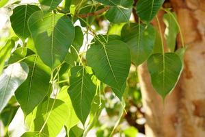 sfondo verde foglia di bodhi l'albero dove passò il buddha foto