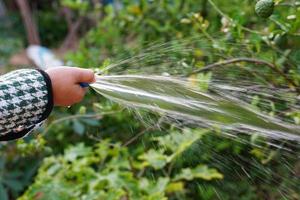 le mani del contadino che spruzzano acqua sugli alberi foto