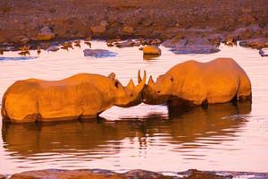 due rinoceronti neri nella pozza d'acqua