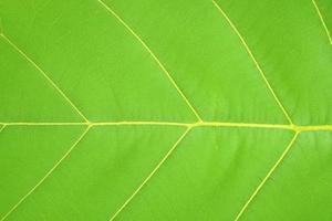foglie tropicali, struttura astratta delle foglie verdi, fondo della natura foto