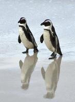 pinguini africani in spiaggia. foto