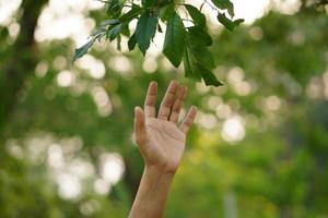 foglia commovente della mano femminile della natura con la luce solare. ambiente verde foresta di mangrovie sullo sfondo. concetto di ambiente di riscaldamento globale. foto