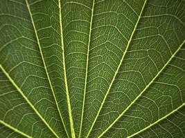 primo piano foglie verdi, nervature fogliari, foglie verdi foto