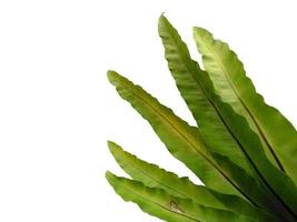 asplenium nidus pianta su sfondo bianco foto