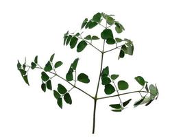 foglie di moringa oleifera o albero di bacchetta su sfondo bianco foto