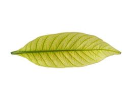 kacapiring o gardenia augusta o foglie di gelsomino del capo isolate su sfondo bianco foto