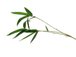 foglie di bambù isolate su uno sfondo bianco. foglia di bambù su sfondo bianco foto