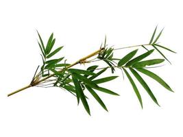 foglie di bambù isolate su uno sfondo bianco. foglia di bambù su sfondo bianco foto