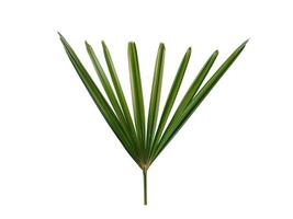 foglie fresche di palma di bambù o rhapis excelsa su sfondo bianco foto
