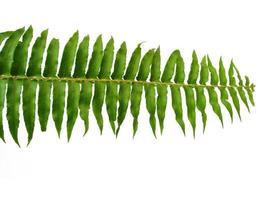 foglie verdi di polypodiophyta isolate su sfondo bianco. struttura a foglia verde foto
