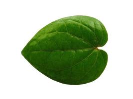 sfondo verde foglia. foglie verdi a forma di cuore. foglia di betel verde isolata su sfondo bianco foto