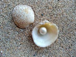 conchiglia con una perla su una spiaggia di sabbia foto